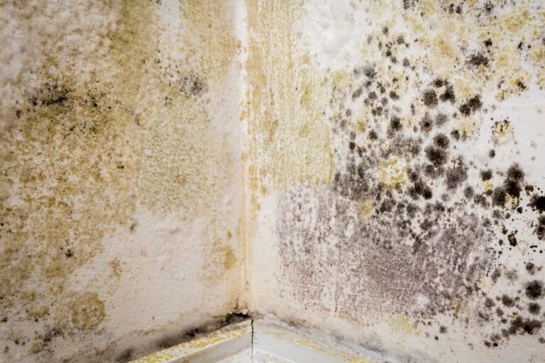 mould-deep-clean-image3