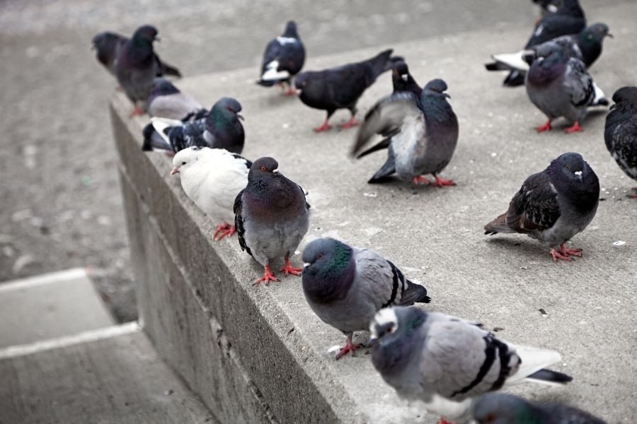 a flock of pigeons on a corporate building roof