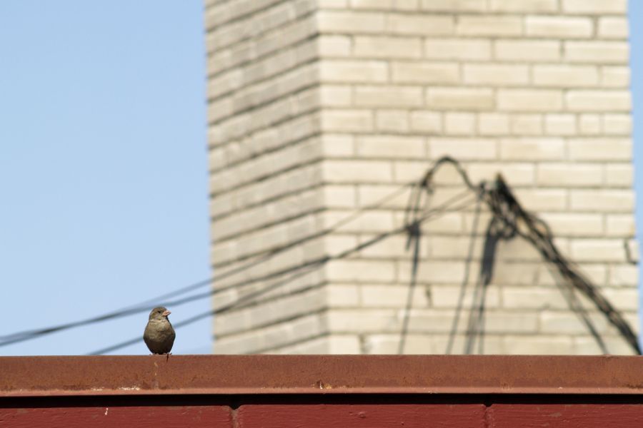 a bird sat on top of a building